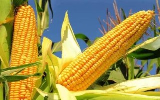 蝶爆240玉米種子特征特性，出苗至成熟122天左右