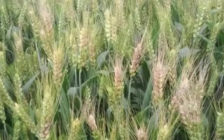 石新828小麥品種的特性，播種期為10月3～10日
