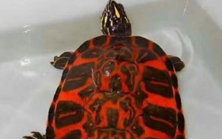 火焰龜是不是深水龜，在深水中容易溺亡