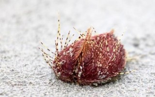 海膽的種類，分布因品種而異