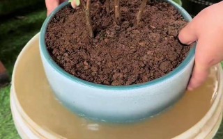 杜鵑如何澆水，一定要掌握見干見濕的原則