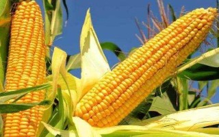 中夏玉4號(hào)玉米種子介紹，屬中早熟青貯型雜交品種