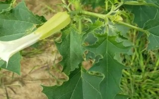 過(guò)量施用氮肥的危害，將會(huì)導(dǎo)致土壤氮素過(guò)剩