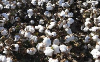 中棉所9712棉花種簡介，露地直播4月下旬播種