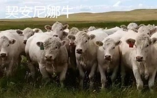 10種最貴的牛，包括日本和牛、安格斯牛、夏洛萊牛等品種