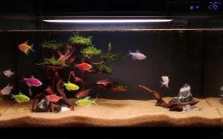 花天使魚好不好養(yǎng)，飼養(yǎng)難度一般