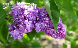 丁香花開放時間，不同品種的花期各有差異