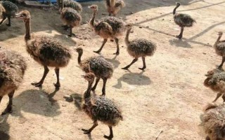 鴕鳥(niǎo)怎么養(yǎng)殖，不需要提供能量過(guò)多的飼料