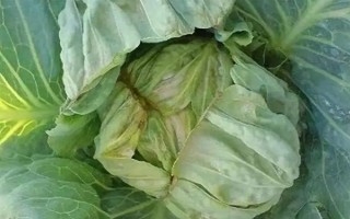 冬季蔬菜缺鈣如何防治，不宜一次用肥過多