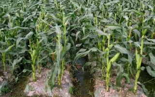 農(nóng)華5號(hào)玉米種子介紹，6月上旬播種
