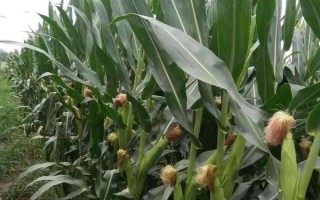 優(yōu)旗199玉米種子介紹，中抗彎孢菌葉斑?。?-5級）