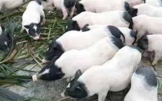 在農(nóng)村發(fā)展什么養(yǎng)殖業(yè)能賺錢，中華鱉、中國圓田螺等品種均有可觀利潤