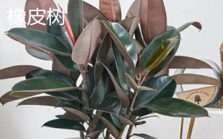 橡皮樹是不是橡膠樹，二者不是同一樹種