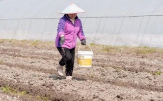 磷肥施用方案，要因土施用