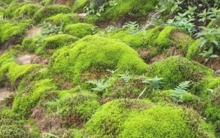 野生苔蘚冬季會不會死亡，進入休眠狀態(tài)后依然存活
