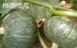 黑龍江樺南縣的特產(chǎn)，樺南白瓜籽遠(yuǎn)銷海外