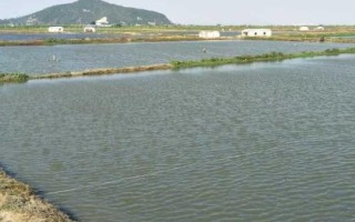 養(yǎng)殖黃辣丁的池塘條件，水深達(dá)到1.5-2米左右、淤泥厚度不超過20厘米