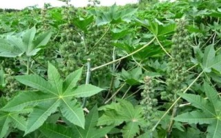 種植一畝蓖麻的純收入，一般為2000-5000元左右