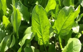 種植菠菜的效益，露地栽培的畝效益通常為2000元左右