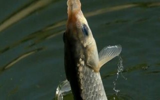 秋釣技巧，在水草區(qū)、入水口等位置釣魚(yú)更容易釣獲
