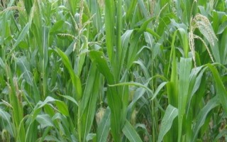 鑫達8號玉米種子介紹，中抗大斑?。?MR）