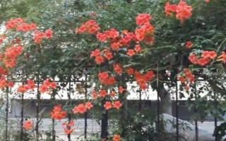 凌霄花的種植條件，在春秋季及時防治蚜蟲