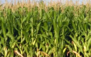 粘玉米的田間管理方法，在4-5片葉時(shí)開始定苗