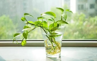 水養(yǎng)綠蘿加哪些肥料，加2-3滴營養(yǎng)液即可
