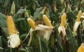 932HA玉米種簡介，密度4000－4500株/畝