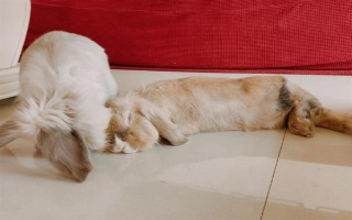 預防兔子感冒的方法，在兔舍中放置毛毯可供兔子御寒