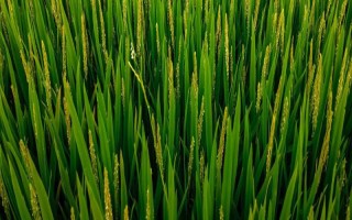 聚兩優(yōu)751水稻品種簡介，秧田播種量每畝15千克