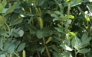 蠶豆的澆水頻率，炎熱夏季需增加澆水頻率