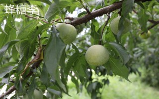 嘉慶子的簡介，是指李子具有酸甜的味道