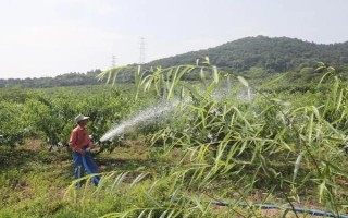 油桃是由什么嫁接的，用純正的桃樹枝條做接穗嫁接而成的