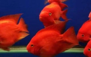 鸚鵡魚水溫多少度合適，水溫應控制在26℃-27℃