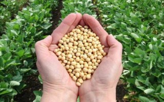 河農鮮豆2號大豆種子特征特性，播種行距45～50厘米