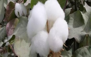 中棉所EM1703棉花種子簡(jiǎn)介，高抗枯萎病（病指2.75）