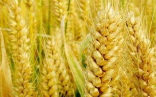 邯麥16號(hào)小麥品種的特性，與對(duì)照品種良星99相當(dāng)