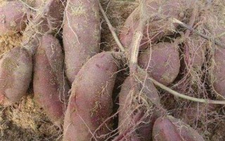 紫薯和紅薯的區(qū)別，前者味甜較貴、后者甜味淡較便宜