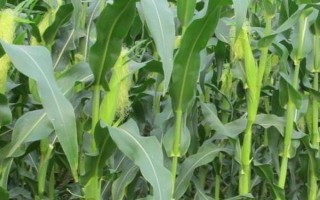 吉第57玉米種子特征特性，中抗彎孢菌葉斑病