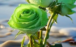綠玫瑰的花語(yǔ)，寓意愛(ài)情憧憬、愛(ài)情長(zhǎng)存、純真簡(jiǎn)樸等