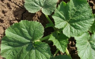 種植角瓜的時(shí)間和方法，一般以5月上旬、9月上旬為宜