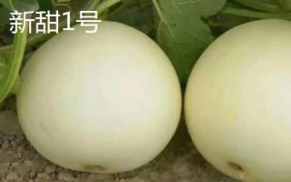 厚皮甜瓜品種，這幾個品種的瓜肉厚度達(dá)到4厘米