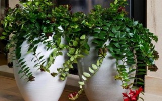 花盆養(yǎng)花怎么看是否爛根了，花生長慢就要注意了
