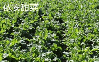黑龍江樺南縣的特產(chǎn)，樺南白瓜籽遠(yuǎn)銷海外