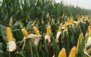 賽博169玉米種子特征特性，適宜播期4月下旬至5月初