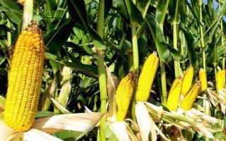 BA2650玉米品種的特性，密度4000株/畝左右