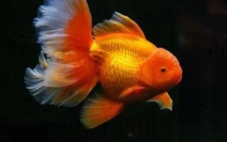 黃色的魚有哪些品種，常見的有黃顙魚、霓虹燕子等
