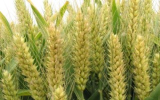 西農(nóng)719小麥品種的特性，與對照品種周麥18熟期相當(dāng)