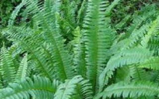 腎蕨的養(yǎng)殖方法，通常每隔3-4天澆1次水